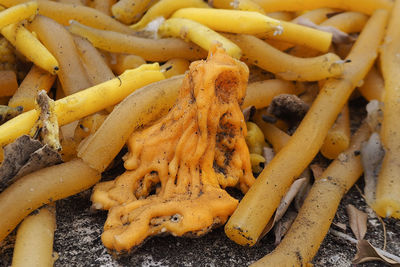 Close-up of carrots on plate