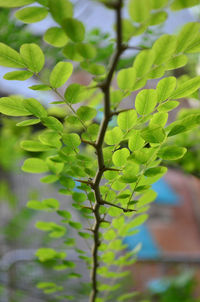 Close-up of green tree