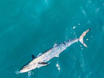 High angle view of fish swimming in sea 