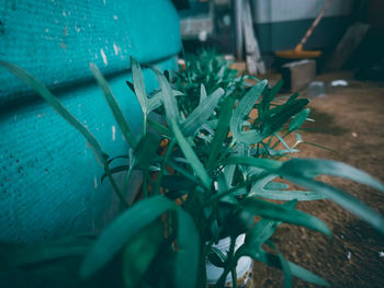 Close-up of potted plant