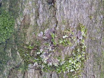 Close-up of flowers growing on tree