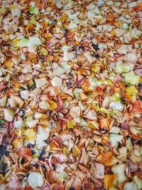 Close-up of maple leaves fallen on tree