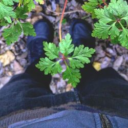 Close-up of fresh green leaves