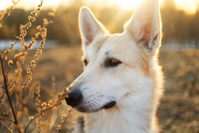 Close-up of dog looking away