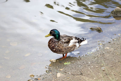 High angle view of mallard duck on lakeshore