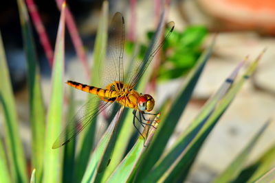 Close-up of insect