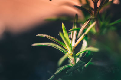 Close-up of fresh green plant