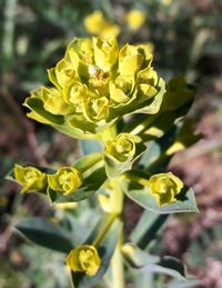 Close-up of yellow flower