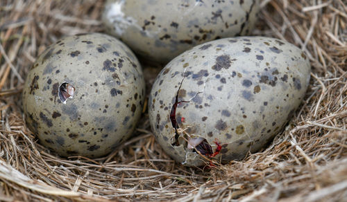 High angle view of bird in nest