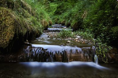 Scenic view of waterfall in forest