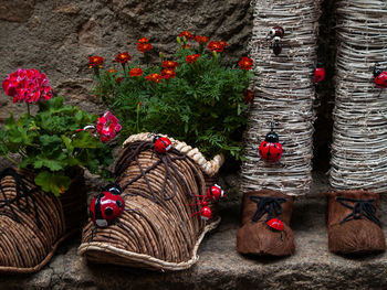 Potted plant with red flowers