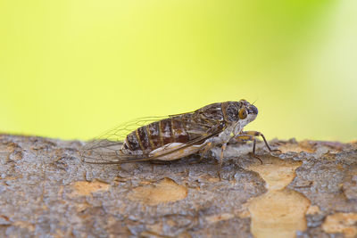 Close-up of insect on rock