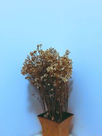 Close-up of potted plant against blue wall