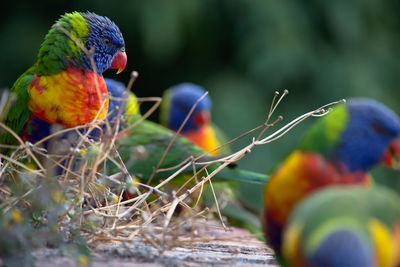 Close-up of parrot perching on leaf