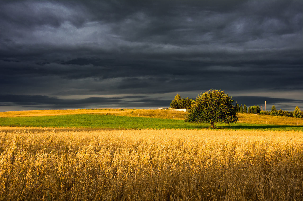 cloud - sky, sky, beauty in nature, field, plant, land, landscape, environment, scenics - nature, tranquil scene, tranquility, storm, agriculture, storm cloud, overcast, growth, yellow, nature, rural scene, no people, outdoors, ominous