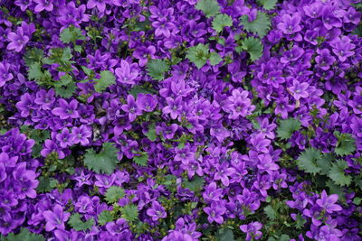 Full frame shot of purple flowers blooming outdoors