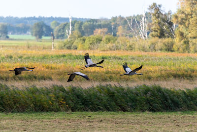 Birds flying over grassy field