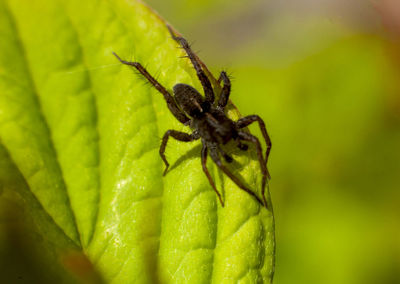 Close-up of spider on leaf