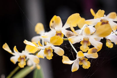 Close-up of yellow flowering plant