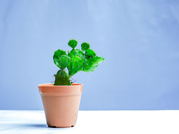 Close-up of potted plant on table against blue background