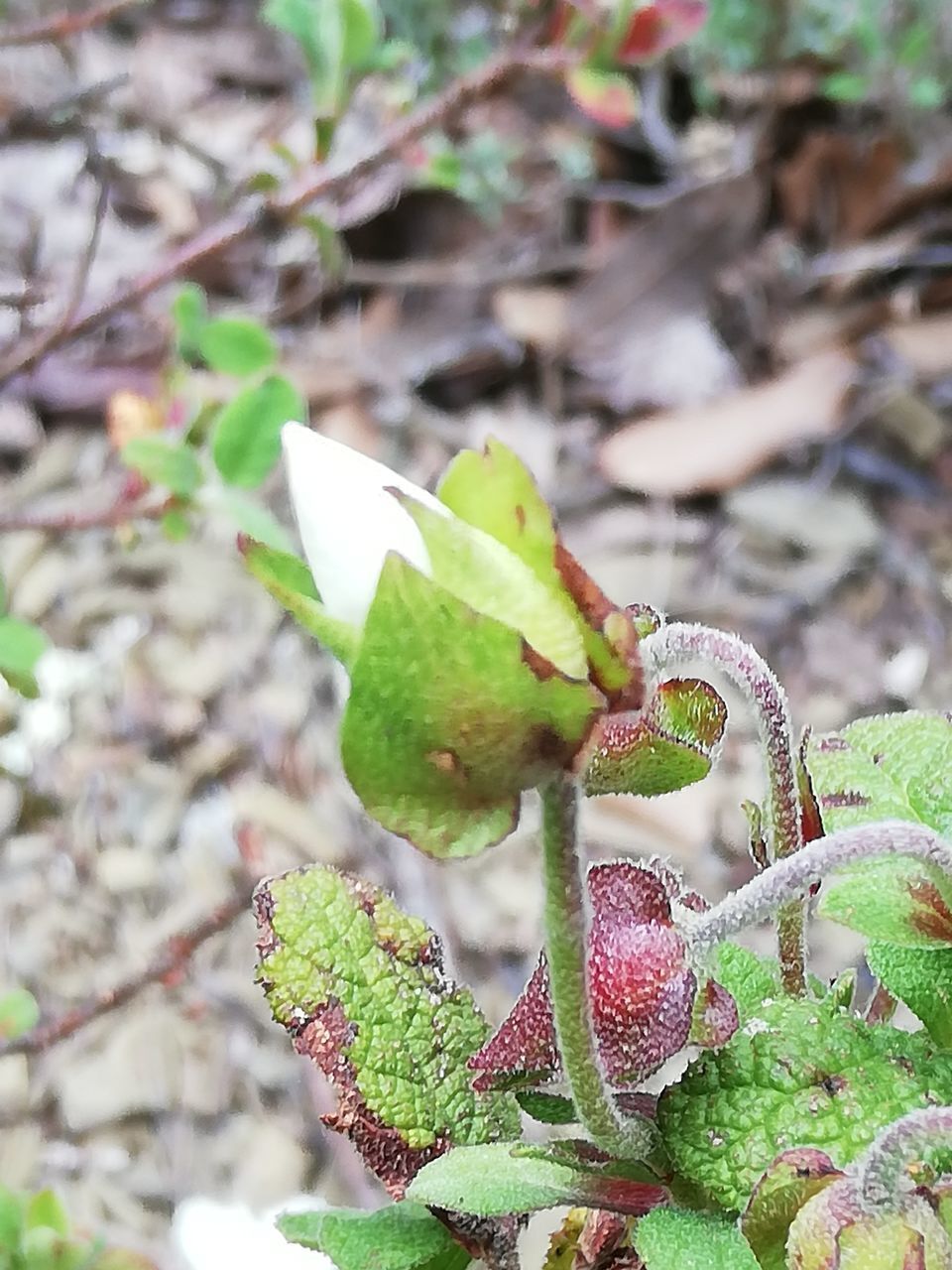 CLOSE-UP OF FRUIT ON PLANT