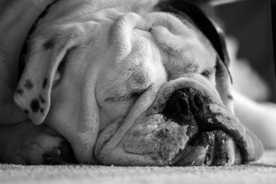 Close-up of dog sleeping on bed