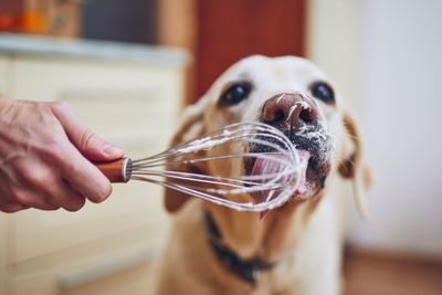 Dog licking wire whisk held by man