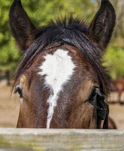 Close-up of a horse