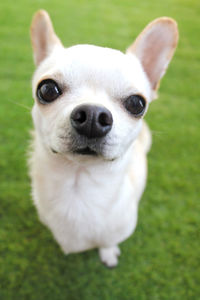 Close-up portrait of a dog on field