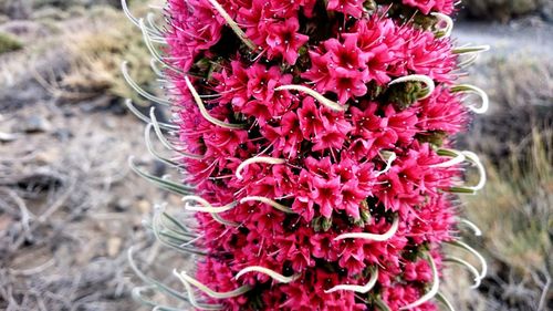 High angle view of red flowers blooming outdoors