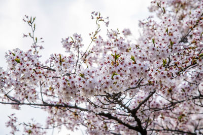 Low angle view of cherry blossom tree