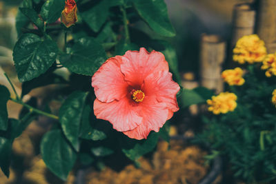 Close-up of orange hibiscus flower