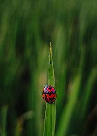 Close-up of ladybug on leaf