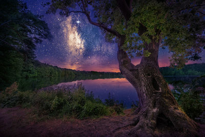 Tree by lake against sky at night