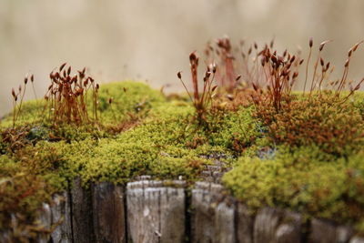 Close-up of plants growing on field