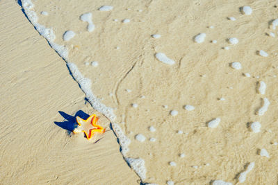 High angle view of yellow leaf on beach