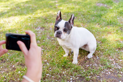 Close-up of dog on grassy field