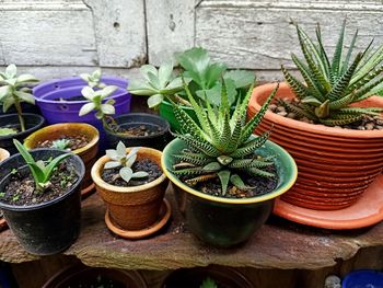 Close-up of potted plants on table