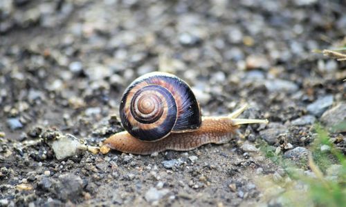 Close-up of snail on ground