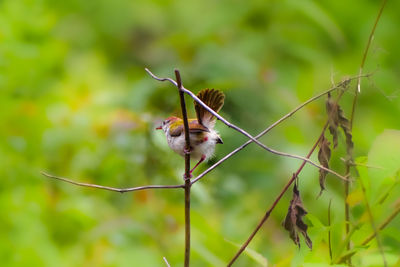 Close-up of a bird on branch