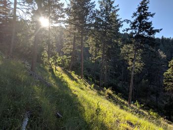 Sunlight streaming through trees in forest