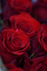 Close-up of red roses