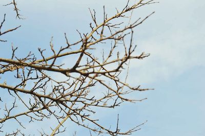 Low angle view of bare tree against sky