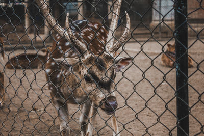 Close-up of chainlink fence