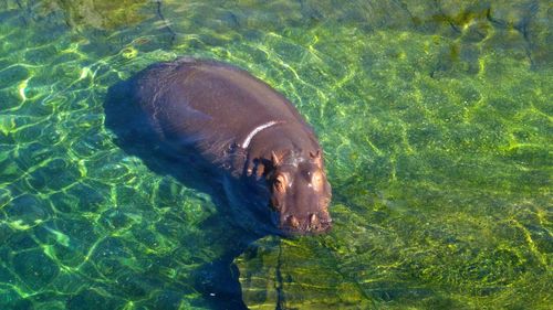 High angle view of horse in sea