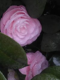 Close-up of pink flower