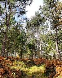 Low angle view of trees in forest against sky