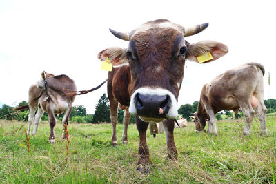 Portrait of cows on field