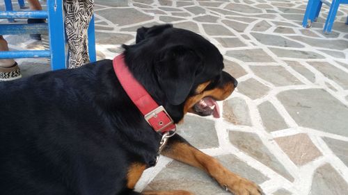 Close-up of dog standing outdoors