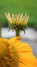 Close-up of yellow flower